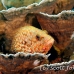 grouper_bluespotted_vr_h_0705_png0962.jpg